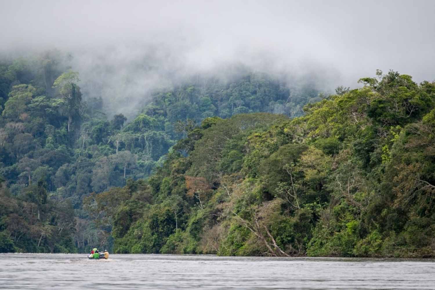 Alberi giganti Amazzonia