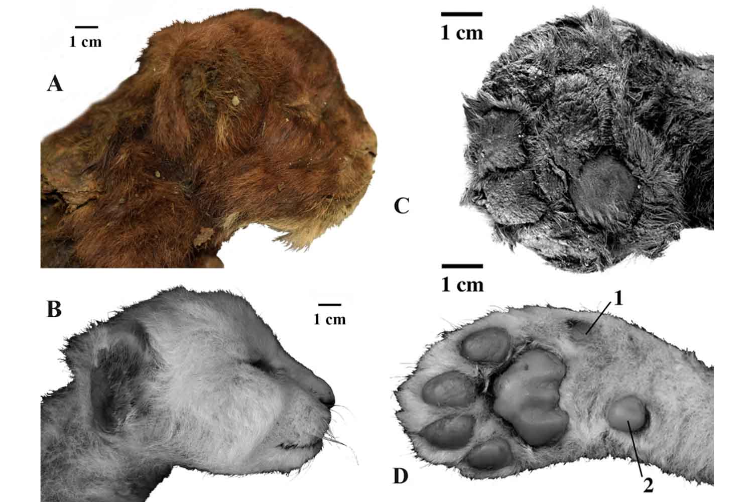 Cucciolo di tigre dai denti a sciabola