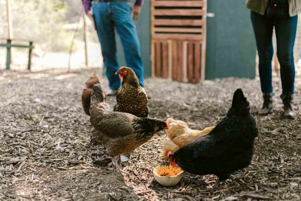 Galline Belgio