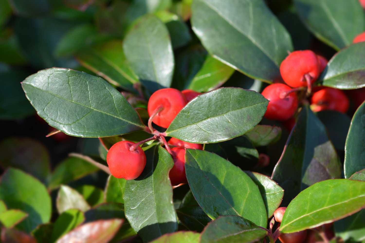 Gaultheria