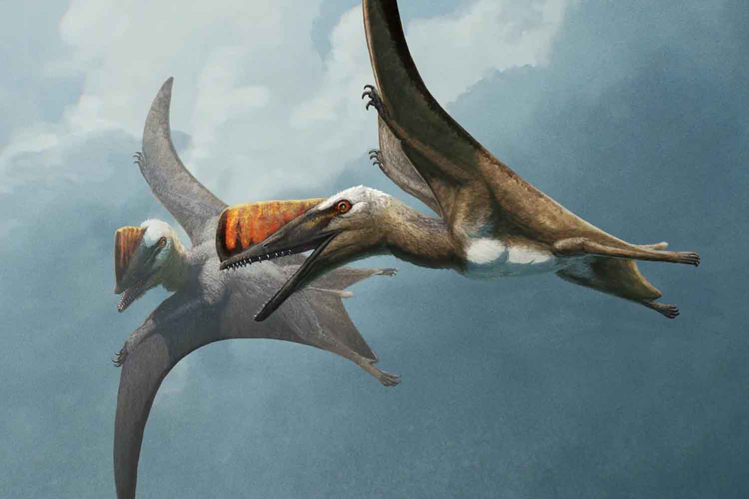 Pterosauri