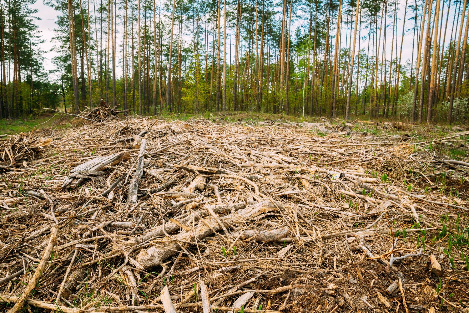 rischio estinzione alberi valutazione globale