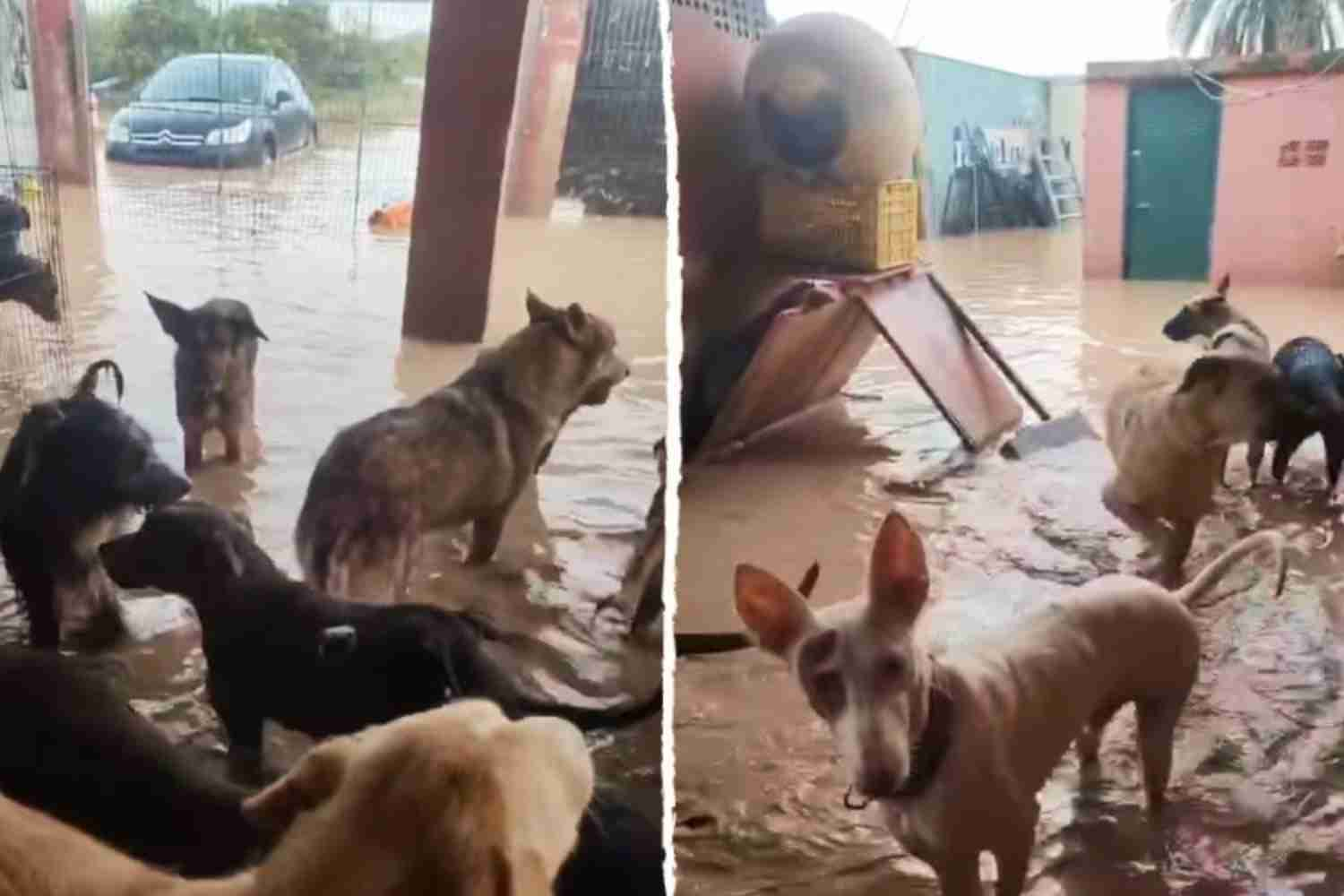 animali alluvione valencia