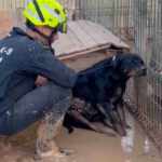 cane salvataggio benidrom alluvione