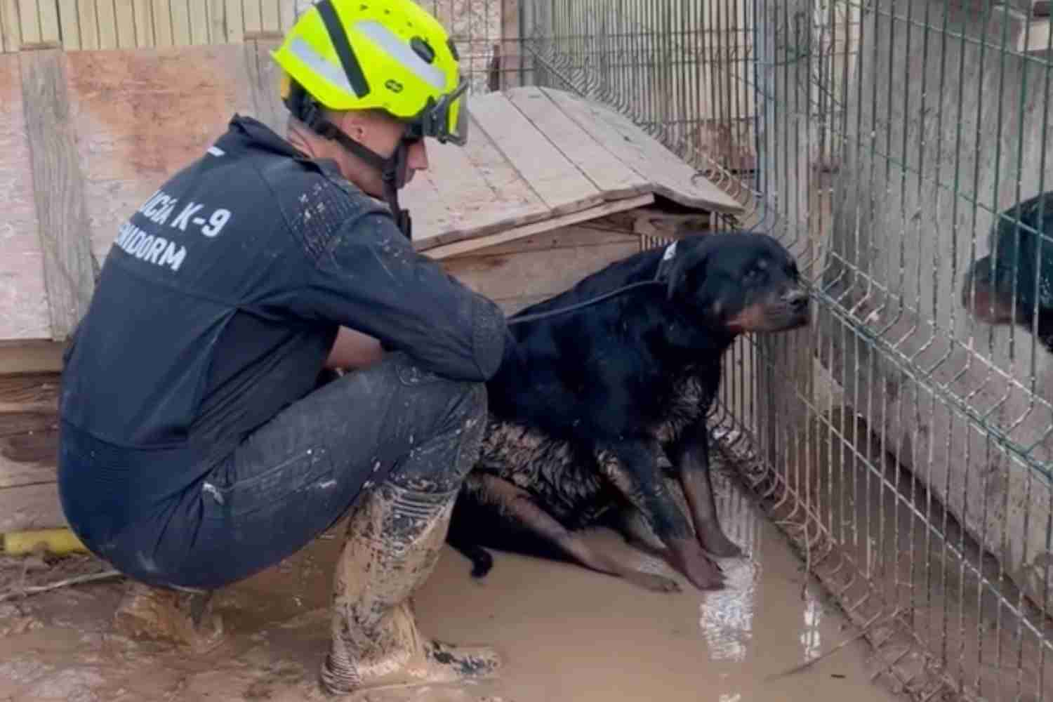 cane salvataggio benidrom alluvione