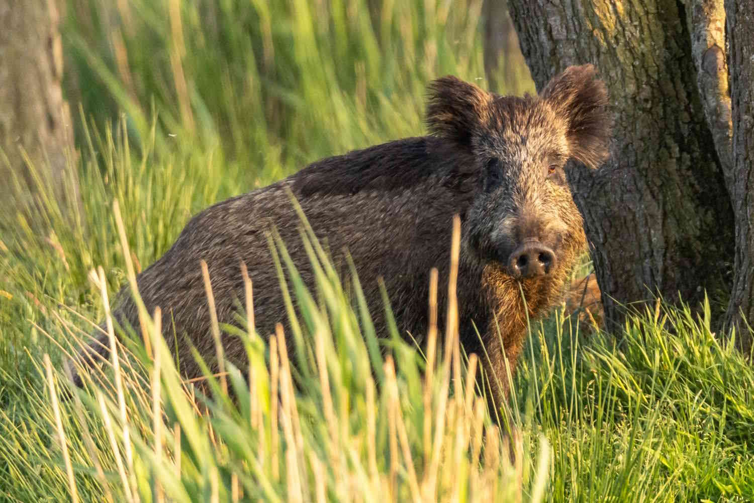 cinghiale