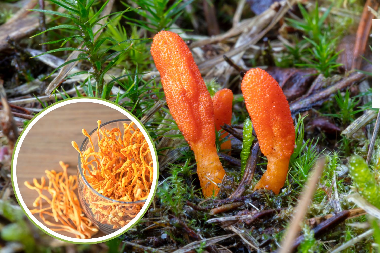 Cordyceps militaris