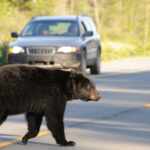 orso investito automobile superstrada trentino