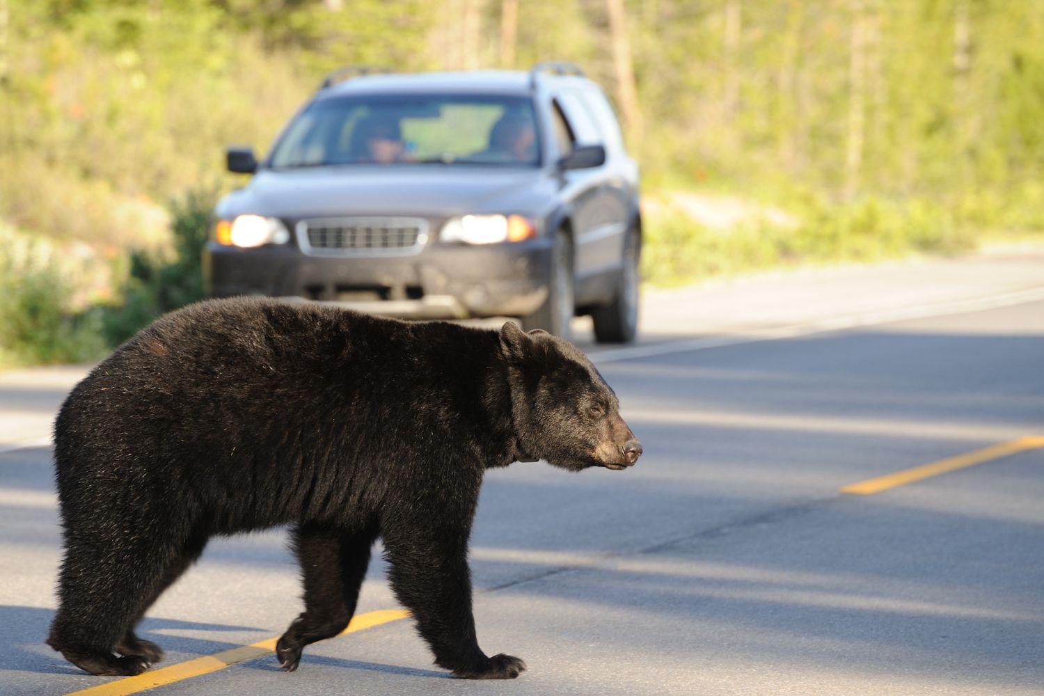 orso investito automobile superstrada trentino