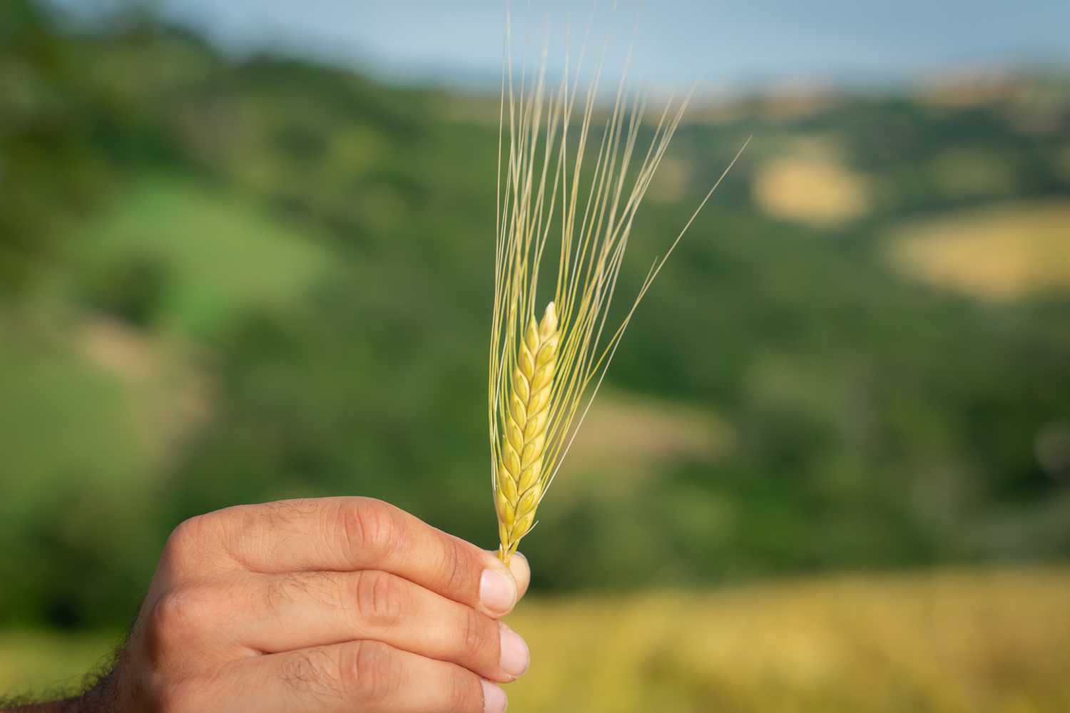 spiga di grano