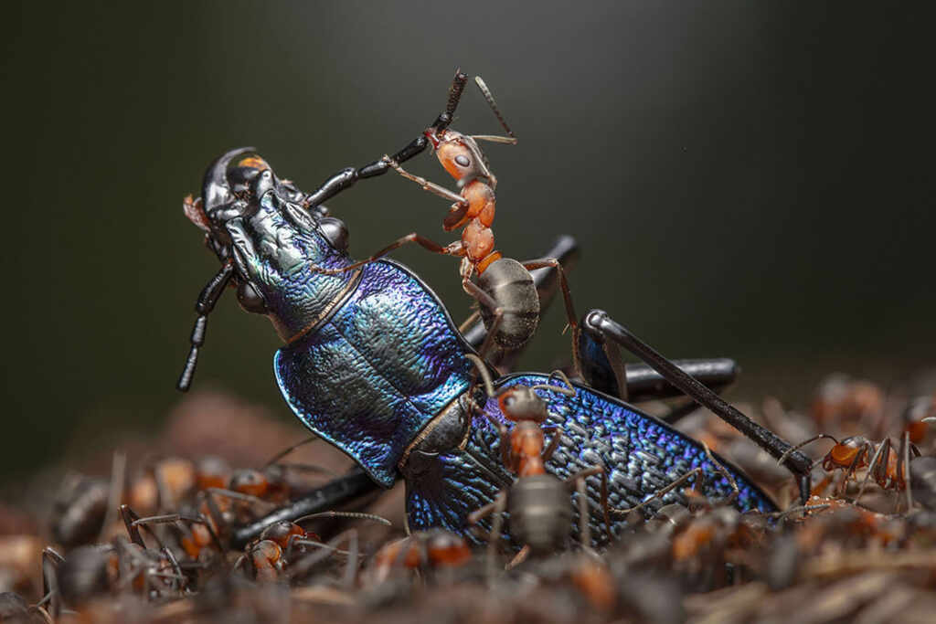 Ingo-Arndt-vincitore-categoria-Behaviour-Invertebrates-Wildlife-Photographer-of-the-Year-2024